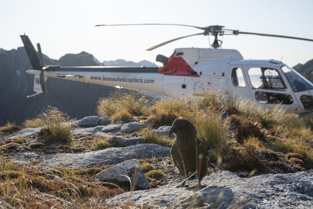 A kea parrot on rocky terrain with a helicopter marked "fiordland experience" parked in the background on a sunny day in the mountains.